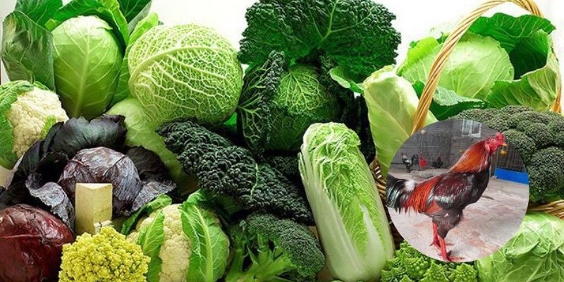 Cho gà ăn rau xanh để đầy đủ dưỡng chất cần thiết